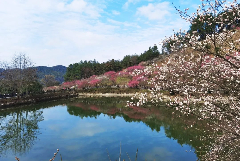 杭州市萧山微笑的梅子庄园